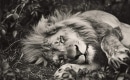 The Lion Sleeps Tonight - The Tokens - Instrumental MP3 Karaoke Download