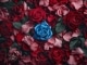 Una rosa blu base personalizzata - Michele Zarrillo