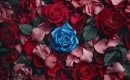 Una rosa blu - Instrumentaali MP3 Karaoke- Michele Zarrillo