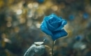 Bright Blue Rose - Karaoke MP3 backingtrack - Mary Black