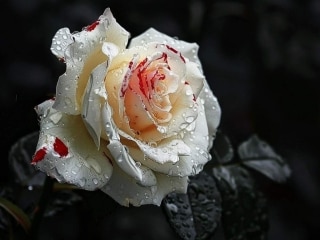 Karaoke Romantic Homicide - Video with Lyrics - D4vd