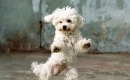 El baile del perrito - Karaoke Strumentale - Wilfrido Vargas - Playback MP3
