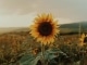 Sunflower niestandardowy podkład - Paul Weller