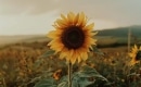 Sunflower - Karaoke MP3 backingtrack - Paul Weller