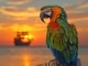 Instrumental MP3 Pirates & Parrots - Karaoke MP3 as made famous by Zac Brown Band