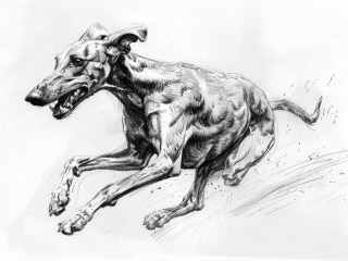 I Bet on Losing Dogs Mitski (Vocal Backing Track MP3)