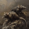 Rats