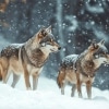 Wolves