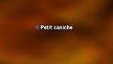 Video Karaoke Liedje Petit caniche