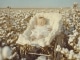 Cotton Fields - Podkład bez Zestaw perkusyjny - Creedence Clearwater Revival