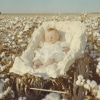 Cotton Fields