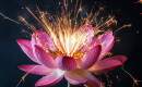 Lotus Flower Bomb - Karaoké Instrumental - Wale - Playback MP3