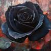 Black Rose