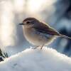 Kleine vogel