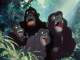 Trashin' the Camp - Backing Track Guitare - Tarzan (1999 film)