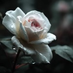 karaoke,Au nom de la rose,Moos,backing track,instrumental,playback,mp3,lyrics,sing along,singing,cover,karafun,karafun karaoke,Moos karaoke,karafun Moos,Au nom de la rose karaoke,karaoke Au nom de la rose,karaoke Moos Au nom de la rose,karaoke Au nom de la rose Moos,Moos Au nom de la rose karaoke,Au nom de la rose Moos karaoke,Au nom de la rose lyrics,Au nom de la rose cover,