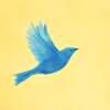 Bird of Pray (Eurovision Ukraine)