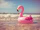 Playback personnalisé Ferry de roze flamingo - Barry Fest