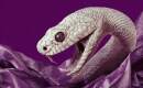 Karaoke de Black Mamba - Alice Cooper - MP3 instrumental