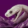 Black Mamba