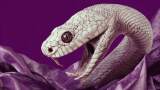 Black Mamba