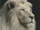 Piano Backing Track - Till Death Do Us Part - White Lion - Instrumental Without Piano