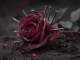Playback MP3 Rose of Sharyn - Karaokê MP3 Instrumental versão popularizada por Killswitch Engage
