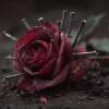 Rose of Sharyn