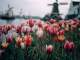 Instrumentale MP3 Tulpen uit Amsterdam - Karaoke MP3 beroemd gemaakt door Herman Emmink