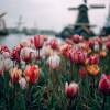 Tulpen uit Amsterdam