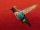 Amsterdam base personalizzata - Guster