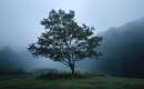 Shady Grove - Karaoké Instrumental - Jerry Garcia - Playback MP3