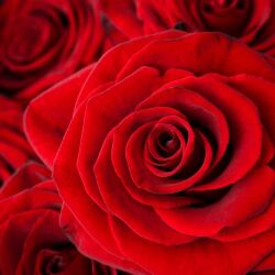 karaoke,Roses,OutKast,backing track,instrumental,playback,mp3,lyrics,sing along,singing,cover,karafun,karafun karaoke,OutKast karaoke,karafun OutKast,Roses karaoke,karaoke Roses,karaoke OutKast Roses,karaoke Roses OutKast,OutKast Roses karaoke,Roses OutKast karaoke,Roses lyrics,Roses cover,