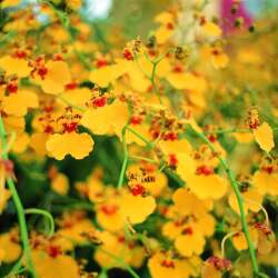 karaoke,Build Me Up Buttercup,The Foundations,backing track,instrumental,playback,mp3,lyrics,sing along,singing,cover,karafun,karafun karaoke,The Foundations karaoke,karafun The Foundations,Build Me Up Buttercup karaoke,karaoke Build Me Up Buttercup,karaoke The Foundations Build Me Up Buttercup,karaoke Build Me Up Buttercup The Foundations,The Foundations Build Me Up Buttercup karaoke,Build Me Up Buttercup The Foundations karaoke,Build Me Up Buttercup lyrics,Build Me Up Buttercup cover,