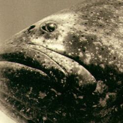 karaoke,How Bizarre,OMC,backing track,instrumental,playback,mp3,lyrics,sing along,singing,cover,karafun,karafun karaoke,OMC karaoke,karafun OMC,How Bizarre karaoke,karaoke How Bizarre,karaoke OMC How Bizarre,karaoke How Bizarre OMC,OMC How Bizarre karaoke,How Bizarre OMC karaoke,How Bizarre lyrics,How Bizarre cover,