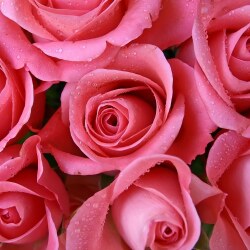 karaoke,Rosas,La Oreja de Van Gogh,backing track,instrumental,playback,mp3,lyrics,sing along,singing,cover,karafun,karafun karaoke,La Oreja de Van Gogh karaoke,karafun La Oreja de Van Gogh,Rosas karaoke,karaoke Rosas,karaoke La Oreja de Van Gogh Rosas,karaoke Rosas La Oreja de Van Gogh,La Oreja de Van Gogh Rosas karaoke,Rosas La Oreja de Van Gogh karaoke,Rosas lyrics,Rosas cover,