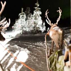 karaoke,Reindeer Boogie,Trisha Yearwood,backing track,instrumental,playback,mp3,lyrics,sing along,singing,cover,karafun,karafun karaoke,Trisha Yearwood karaoke,karafun Trisha Yearwood,Reindeer Boogie karaoke,karaoke Reindeer Boogie,karaoke Trisha Yearwood Reindeer Boogie,karaoke Reindeer Boogie Trisha Yearwood,Trisha Yearwood Reindeer Boogie karaoke,Reindeer Boogie Trisha Yearwood karaoke,Reindeer Boogie lyrics,Reindeer Boogie cover,