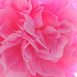 karaoke,La vie en rose,A Star is Born (2018 film),backing track,instrumental,playback,mp3,lyrics,sing along,singing,cover,karafun,karafun karaoke,A Star is Born (2018 film) karaoke,karafun A Star is Born (2018 film),La vie en rose karaoke,karaoke La vie en rose,karaoke A Star is Born (2018 film) La vie en rose,karaoke La vie en rose A Star is Born (2018 film),A Star is Born (2018 film) La vie en rose karaoke,La vie en rose A Star is Born (2018 film) karaoke,La vie en rose lyrics,La vie en rose cover,