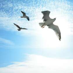 karaoke,Snowbird,Anne Murray,backing track,instrumental,playback,mp3,lyrics,sing along,singing,cover,karafun,karafun karaoke,Anne Murray karaoke,karafun Anne Murray,Snowbird karaoke,karaoke Snowbird,karaoke Anne Murray Snowbird,karaoke Snowbird Anne Murray,Anne Murray Snowbird karaoke,Snowbird Anne Murray karaoke,Snowbird lyrics,Snowbird cover,