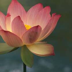 karaoke,Turn Me On,Norah Jones,backing track,instrumental,playback,mp3,lyrics,sing along,singing,cover,karafun,karafun karaoke,Norah Jones karaoke,karafun Norah Jones,Turn Me On karaoke,karaoke Turn Me On,karaoke Norah Jones Turn Me On,karaoke Turn Me On Norah Jones,Norah Jones Turn Me On karaoke,Turn Me On Norah Jones karaoke,Turn Me On lyrics,Turn Me On cover,