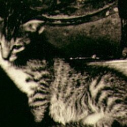 karaoke,The Pussy Cat Song,Connie Vannett,backing track,instrumental,playback,mp3,lyrics,sing along,singing,cover,karafun,karafun karaoke,Connie Vannett karaoke,karafun Connie Vannett,The Pussy Cat Song karaoke,karaoke The Pussy Cat Song,karaoke Connie Vannett The Pussy Cat Song,karaoke The Pussy Cat Song Connie Vannett,Connie Vannett The Pussy Cat Song karaoke,The Pussy Cat Song Connie Vannett karaoke,The Pussy Cat Song lyrics,The Pussy Cat Song cover,