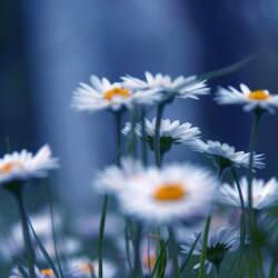 karaoke,Maledetta Primavera,Loretta Goggi,backing track,instrumental,playback,mp3,lyrics,sing along,singing,cover,karafun,karafun karaoke,Loretta Goggi karaoke,karafun Loretta Goggi,Maledetta Primavera karaoke,karaoke Maledetta Primavera,karaoke Loretta Goggi Maledetta Primavera,karaoke Maledetta Primavera Loretta Goggi,Loretta Goggi Maledetta Primavera karaoke,Maledetta Primavera Loretta Goggi karaoke,Maledetta Primavera lyrics,Maledetta Primavera cover,