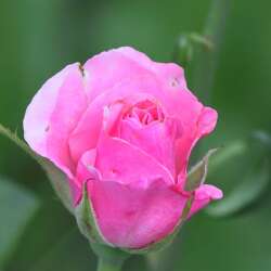 karaoke,Every Rose Has Its Thorn,Miley Cyrus,backing track,instrumental,playback,mp3,lyrics,sing along,singing,cover,karafun,karafun karaoke,Miley Cyrus karaoke,karafun Miley Cyrus,Every Rose Has Its Thorn karaoke,karaoke Every Rose Has Its Thorn,karaoke Miley Cyrus Every Rose Has Its Thorn,karaoke Every Rose Has Its Thorn Miley Cyrus,Miley Cyrus Every Rose Has Its Thorn karaoke,Every Rose Has Its Thorn Miley Cyrus karaoke,Every Rose Has Its Thorn lyrics,Every Rose Has Its Thorn cover,