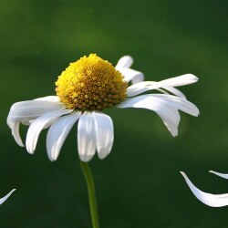 karaoke,You Don't Bring Me Flowers,Neil Diamond,backing track,instrumental,playback,mp3,lyrics,sing along,singing,cover,karafun,karafun karaoke,Neil Diamond karaoke,karafun Neil Diamond,You Don't Bring Me Flowers karaoke,karaoke You Don't Bring Me Flowers,karaoke Neil Diamond You Don't Bring Me Flowers,karaoke You Don't Bring Me Flowers Neil Diamond,Neil Diamond You Don't Bring Me Flowers karaoke,You Don't Bring Me Flowers Neil Diamond karaoke,You Don't Bring Me Flowers lyrics,You Don't Bring Me Flowers cover,