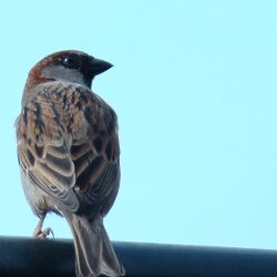 karaoke,Bluebird,Miranda Lambert,backing track,instrumental,playback,mp3,lyrics,sing along,singing,cover,karafun,karafun karaoke,Miranda Lambert karaoke,karafun Miranda Lambert,Bluebird karaoke,karaoke Bluebird,karaoke Miranda Lambert Bluebird,karaoke Bluebird Miranda Lambert,Miranda Lambert Bluebird karaoke,Bluebird Miranda Lambert karaoke,Bluebird lyrics,Bluebird cover,