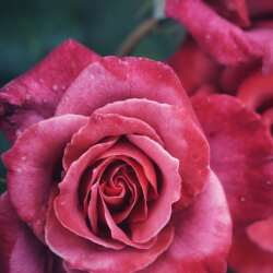 karaoke,Eleven Roses,Hank Williams, Jr.,backing track,instrumental,playback,mp3,lyrics,sing along,singing,cover,karafun,karafun karaoke,Hank Williams, Jr. karaoke,karafun Hank Williams, Jr.,Eleven Roses karaoke,karaoke Eleven Roses,karaoke Hank Williams, Jr. Eleven Roses,karaoke Eleven Roses Hank Williams, Jr.,Hank Williams, Jr. Eleven Roses karaoke,Eleven Roses Hank Williams, Jr. karaoke,Eleven Roses lyrics,Eleven Roses cover,