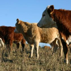 karaoke,Attitude Adjustment,Hank Williams, Jr.,backing track,instrumental,playback,mp3,lyrics,sing along,singing,cover,karafun,karafun karaoke,Hank Williams, Jr. karaoke,karafun Hank Williams, Jr.,Attitude Adjustment karaoke,karaoke Attitude Adjustment,karaoke Hank Williams, Jr. Attitude Adjustment,karaoke Attitude Adjustment Hank Williams, Jr.,Hank Williams, Jr. Attitude Adjustment karaoke,Attitude Adjustment Hank Williams, Jr. karaoke,Attitude Adjustment lyrics,Attitude Adjustment cover,