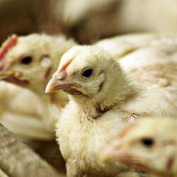 karaoke,The Chicken in Black,Johnny Cash,backing track,instrumental,playback,mp3,lyrics,sing along,singing,cover,karafun,karafun karaoke,Johnny Cash karaoke,karafun Johnny Cash,The Chicken in Black karaoke,karaoke The Chicken in Black,karaoke Johnny Cash The Chicken in Black,karaoke The Chicken in Black Johnny Cash,Johnny Cash The Chicken in Black karaoke,The Chicken in Black Johnny Cash karaoke,The Chicken in Black lyrics,The Chicken in Black cover,