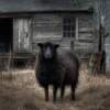 Black Sheep